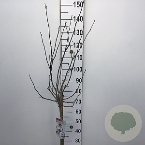 Hibiscus syr. 'Monstrosus' 90 cm stam 10L