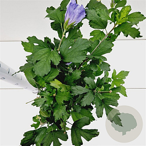 Hibiscus syr. 'Oiseau Bleu' 40-50 cm 3,0L