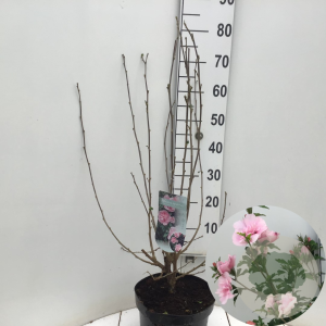 Hibiscus syr. Pink Chiffon 50-60 cm 7,5L