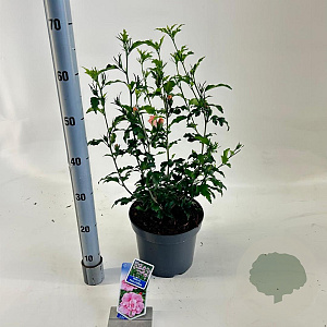 Hibiscus syr. Pink Chiffon 60-70 cm 5,0L