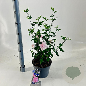 Hibiscus syr. Pink Chiffon 60-70 cm 5,0L