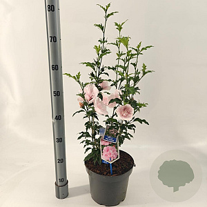 Hibiscus syr. Pink Chiffon 60-70 cm 5,0L