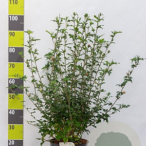 Hibiscus syr. Pink Chiffon 60-80 cm 7,5L