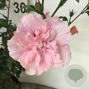 Hibiscus syr. Pink Chiffon 80-90 cm 7,5L