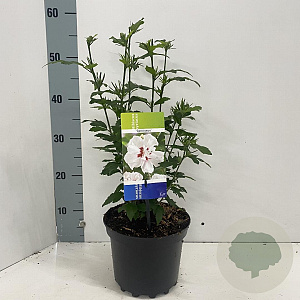 Hibiscus syr. 'Speciosus' 40-50 cm 3,0L