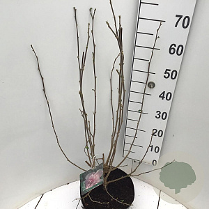 Hibiscus syr. 'Verosa' 60-80 cm 7,5L