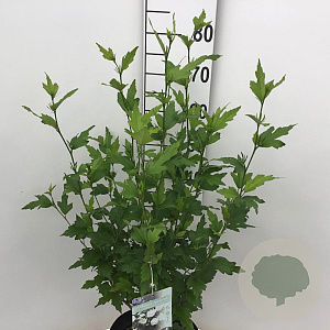 Hibiscus syr. White Chiffon 50-60 cm 7,5L