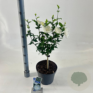 Hibiscus syr. White Chiffon 25 cm stam 5,0L