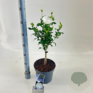 Hibiscus syr. White Chiffon 25 cm stam 5,0L