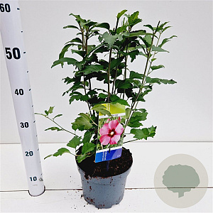 Hibiscus syr. 'Woodbridge' 40-50 cm 3,0L