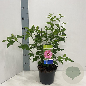 Hibiscus syr. 'Woodbridge' 40-50 cm 3,0L