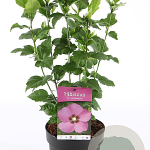 Hibiscus syr. 'Woodbridge' 40-50 cm 3,0L