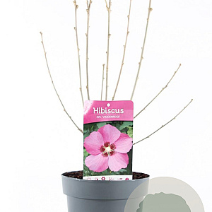 Hibiscus syr. 'Woodbridge' 40-50 cm 3,0L