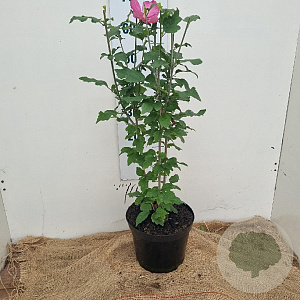 Hibiscus syr. 'Woodbridge' 40-60 cm 5,0L