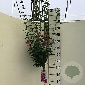 Hibiscus syr. 'Woodbridge' 120 cm stam 10L