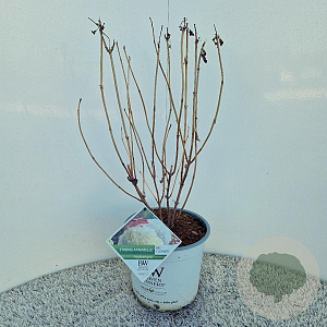 Hydrangea a. Strong Annabelle 35-40 cm 5,0L