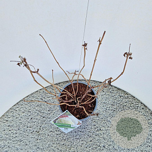 Hydrangea a. Strong Annabelle 35-40 cm 5,0L