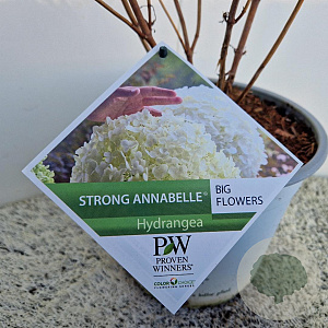 Hydrangea a. Strong Annabelle 35-40 cm 5,0L