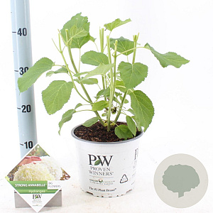 Hydrangea a. Strong Annabelle 40-50 cm 3,0L