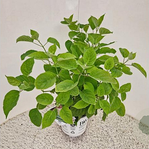 Hydrangea a. Strong Annabelle 50-55 cm 5,0L