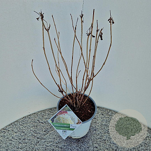 Hydrangea a. Strong Annabelle 50-55 cm 5,0L