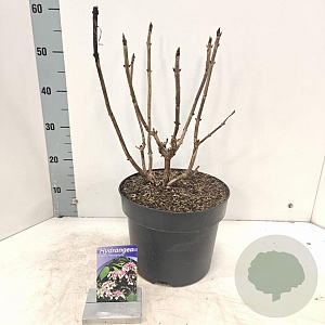 Hydrangea asp. 'Macrophylla' 25-30 cm 2,0L