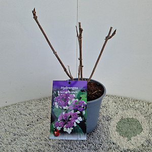 Hydrangea asp. 'Macrophylla' 40-45 cm 2,5L