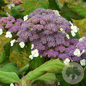 Hydrangea asp. 'Macrophylla' 60-80 cm 15L