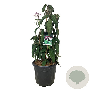 Hydrangea asp. 'Macrophylla' 80-100 cm 30L extra