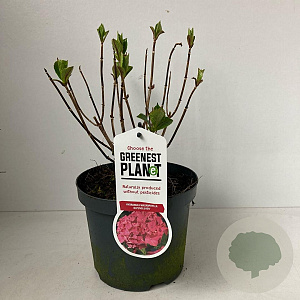 Hydrangea m. 'Alpenglühen' 20-25 cm 3,0L bol antraciet