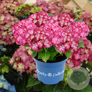 Hydrangea m. Beauty of Boskoop 15-20 cm 2,0L