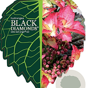 Hydrangea m. Black Diam. Dark Angel 30-40 cm 5,0L