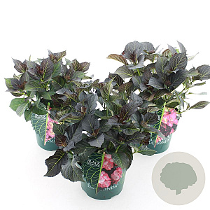 Hydrangea m. Black Diamonds Mix 15-20 cm 2,0L