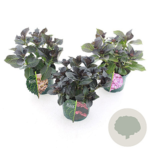 Hydrangea m. Black Diamonds Mix 30-40 cm 5,0L