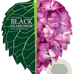 Hydrangea m. Black Diamonds Mix 30-40 cm 5,0L