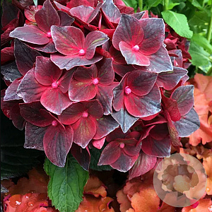 Hydrangea m. Black Knight 15-20 cm 2,0L