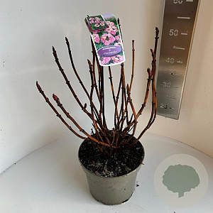 Hydrangea m. Frisbee 40-50 cm 5,0L