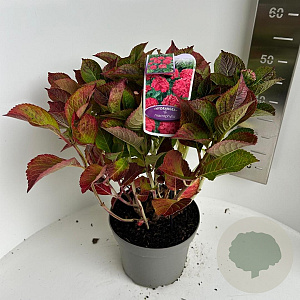 Hydrangea m. Frisbee Hot Pink 40-50 cm 5,0L