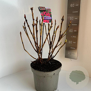 Hydrangea m. Frisbee Hot Pink 40-50 cm  scherm rood