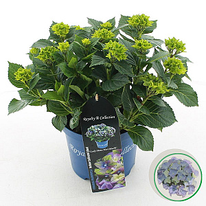 Hydrangea m. Lady Mata Hari 25-30 cm 3,5L blauw