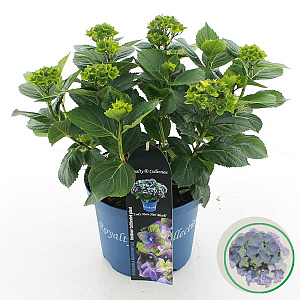 Hydrangea m. Lady Mata Hari 30-40 cm 5,0L blauw