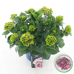 Hydrangea m. Lady Mata Hari 30-40 cm 5,0L rose