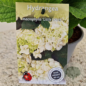 Hydrangea m. 'Little White' 25-30 cm 2,5L