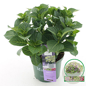 Hydrangea m. Magical Jewel 30-40 cm 5,0L blauw