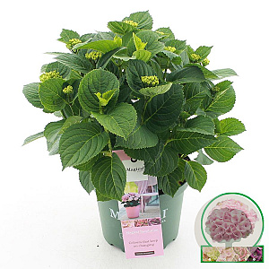 Hydrangea m. Magic. Revolution Pink 30-40 cm 5,0L rose