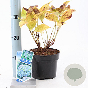 Hydrangea m. 'Nikko Blue' 10-15 cm 2,0L