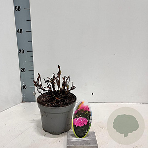 Hydrangea m. 'Pia' 10-15 cm 2,0L