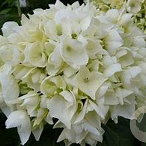 Hydrangea m. 'Soeur Thérèse' GM 3,0L leverbaar