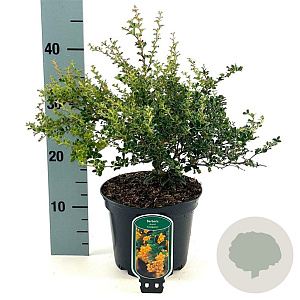 Berberis darwinii 'Compacta' 25-30 cm 3,0L