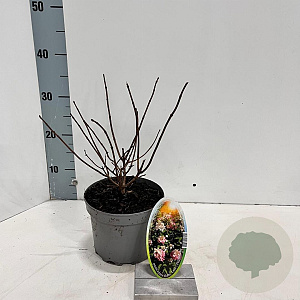 Hydrangea pan. Baby Lace 30-40 cm 2,0L